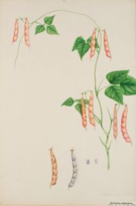 Klotböna Botanisk Illustration