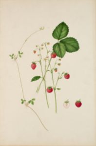 Smultron Botanisk Illustration