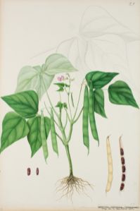 Dadelböna Botanisk Illustration