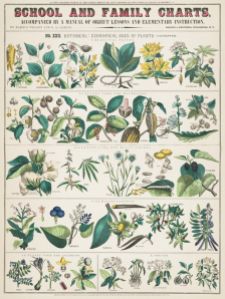 Skolaffisch - School and family charts, No. XXII. Botanical: Economical uses of plants (1890)