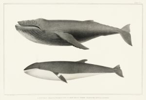 Knölval och Vikval - Humpback Whale and Sharp Headed Finner